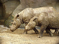 В Индонезии появился на свет редчайший суматранский носорог