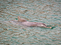 Горбатый дельфин приплыл к берегам Эйлата: отдыхающих просят его не тревожить