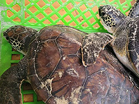 На побережье Бейт Янай спасены две зеленые морские черепахи