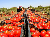 В связи с антиизраильской риторикой Эрдогана Израиль увеличил импорт помидоров из Иордании