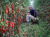 Министерство сельского хозяйства выделит 2 миллиона шекелей на выращивание помидоров на альтернативных площадях