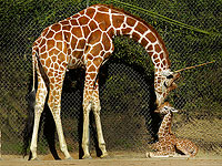 В зоопарке "Мидбариум" в Беэр-Шеве родился жирафенок