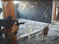 ЦАХАЛ показывает, как воюют специально обученные собаки, защищая солдат и нейтрализуя террористов