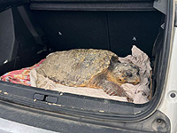 На побережье Ашкелона найдена раненая морская черепаха