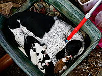 Десятки животных содержались на незаконной ферме в районе Рош а-Аина в ненадлежащих условиях