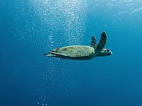 Черепаха-рекордсменка Коралл погибла у берегов Эйлата при попытке очередной кладки