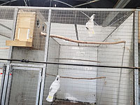 В национальном парке "А-Шарон" закрыли незаконную ферму по разведению попугаев