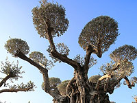 Тысячелетние оливы Израиля. Фоторепортаж к празднику Ту би-Шват