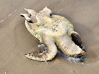 В субботу благодаря наблюдательным людям были спасены 5 морских черепах