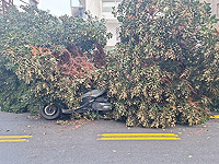 На мотоциклиста на улице Бен-Иегуда в Тель-Авиве рухнуло дерево