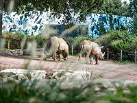 В "Библейский зоопарк" и зоопарк "Сафари" прибыли два редких носорога
