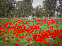 Несмотря на войну, в Негеве пройдет фестиваль цветущих анемонов "Даром Адом"