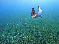 Натуралисты встретили в Эйлатском заливе пятнистого орляка, запутавшегося в леске