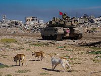 Минздрав предупреждает: ввозить собак и кошек из сектора Газы опасно