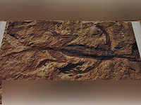 Старейшая ископаемая рептилия оказалась подделкой