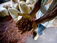 Мировые цены на какао выросли до рекордного уровня