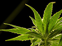 В Германии разрешили "каннабис-клубы" и теперь можно выращивать марихуану дома