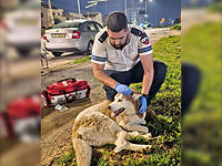 Фельдшер МАДА спас сбитую машиной собаку, возвращаясь после 12-часовой смены