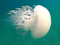 Завораживающий заплыв с медузами-кочевниками, достигающими 30 кг