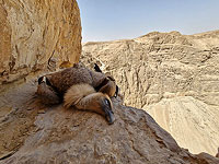 В скалах Иудейской пустыни найдены два мертвых грифа: подозревают отравление