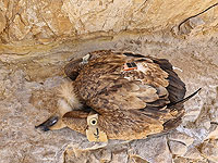 В скалах Иудейской пустыни найдены два мертвых грифа: подозревают отравление