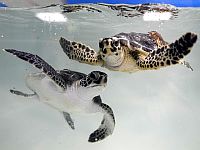 Жертвами отравления мясом морских черепах на острове Пемба стали не менее девяти человек