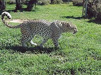 В Иране сбит машиной редкий леопард