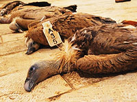 Более десяти охраняемых хищных птиц найдены отравленными на юге Израиля