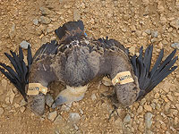 Более десяти охраняемых хищных птиц найдены отравленными на юге Израиля