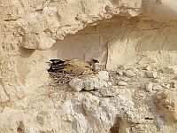 Продолжается поиск источника отравления птиц возле парка Авдат. Идет спасение птенцов