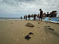 Все хотят домой: эвакуированные из Кфар-Азы выпустили в море спасенную черепаху