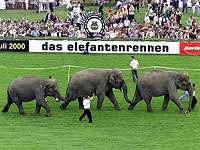 Ботсвана предложила отправить 20 тысяч слонов в Германию: охота сдерживала их численность