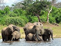 В Замбии слон убил 80-летнюю американскую туристку