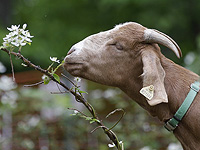 На итальянском острове бесплатно предлагают коз всем, кто сможет их поймать