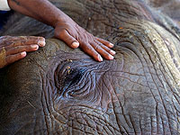Старейшая слониха в зоопарке "Сафари" Варда умерла в возрасте 66 лет