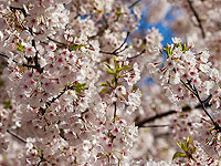 Запоздалое апрельское цветение сакуры в Японии. Фоторепортаж