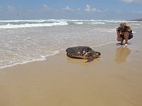 Не наступите на яйца: начался сезон размножения морских черепах
