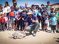 Зои и Одед, две морские черепахи, торжественно вернулись в море после реабилитации