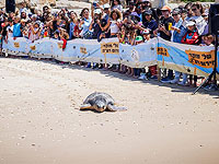 Зои и Одед, две морские черепахи, торжественно вернулись в море после реабилитации