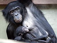 Самка бонобо с детёнышем