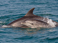 У берегов Яффо появилось семейство дельфинов с очаровательным детенышем