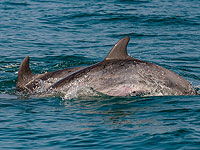 У берегов Яффо появилось семейство дельфинов с очаровательным детенышем