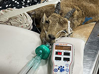 Юную горную козочку вылечили в больнице для диких зверей при зоопарке "Сафари"