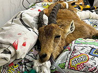 Юную горную козочку вылечили в больнице для диких зверей при зоопарке "Сафари"
