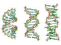 Слева направо: структуры А-, В- и Z-ДНК