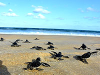 Помогите им выжить: начинается сезон вылупления морских черепашат