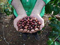 Засуха привела к резкому росту мировых цен на кофе Robusta