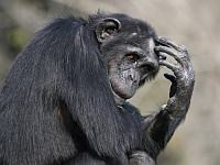 В рамат-ганском "Сафари" скончалась матриарх стаи шимпанзе