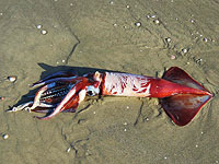 Около Кейсарии на берег выбросило необычно крупного неонового летающего кальмара