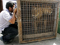Владельцы зоопарка Рафиаха эвакуировались, оставив львов и других животных